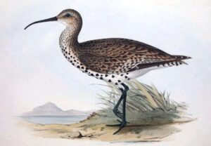 The Durridge Bay Curlew is listed as endangered by the IUCN.